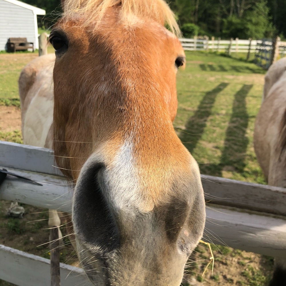Meet your Posher, Susan